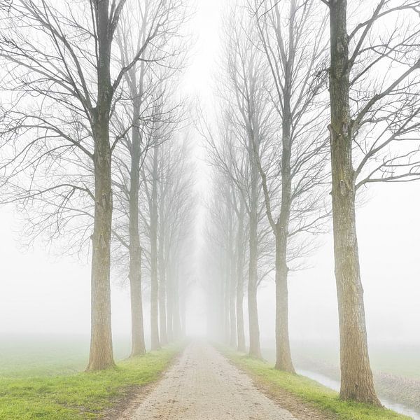 Omzoomd landweggetje in de mist van Jenco van Zalk