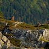 Pygargues à tête blanche en Norvège sur Rando Kromkamp