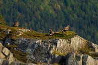 Pygargues à tête blanche en Norvège sur Rando Kromkamp Aperçu