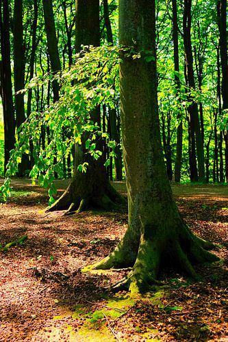 Soirée dans la forêt de mai