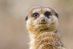 Erdmännchen