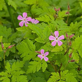 Géranium sauvage en fleur sur Kristof Lauwers