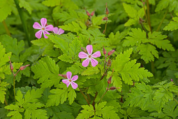 Wild geranium in bloom