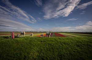Schafe und Tulpenfelder in Groningen