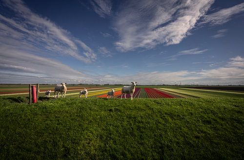 Sheep and tulip fields in Groningen by Bo Scheeringa Photography