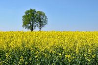 Rapeseed