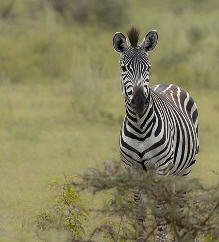 Zèbre en Tanzanie