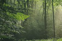 Fresh green in the forest