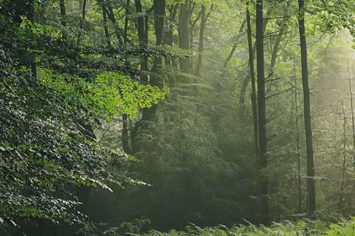Fris groen in het bos