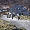 Wildpferde, die auf einer Straße wegziehen, die das Dorf verlässt von Eddie Meijer