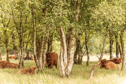 Schotse hooglanders onder de bomen