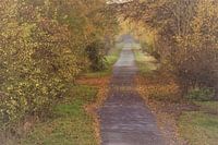 Autumn Weiden Weg B2