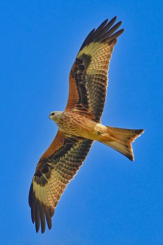 Rotmilan im Flug von Bernhard Kaiser