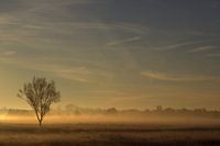 opkomende zon Malpie