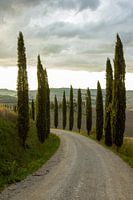 Avenue with cypresses in Tuscany, Italy
