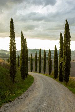 Avenue avec des cyprès en Toscane, Italie