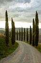 Allee mit Zypressen in der Toskana, Italien von Discover Dutch Nature Miniaturansicht
