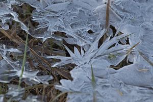 Fleurs de glace créées par la poche d'eau