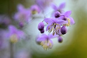 Composition macro des fleurs sur Vrije Vlinder Fotografie