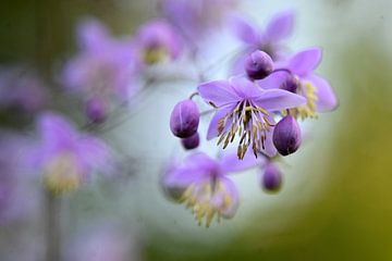 Makrokomposition Blumen von Vrije Vlinder Fotografie