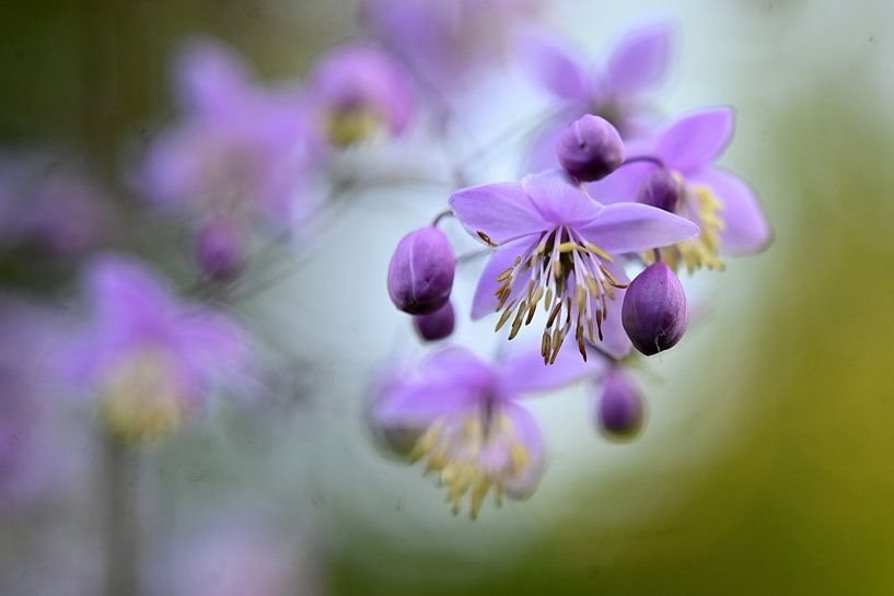 Makrokomposition Blumen von Vrije Vlinder Fotografie