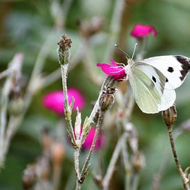 Weißer Kohl auf violett blühendem Feigenkaktus (Lychnis coronaria). von Ingrid Bargeman