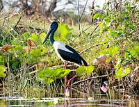 Corroboree Jabiru in de wetlands van Australie