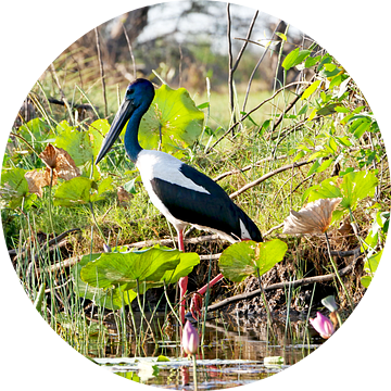 Corroboree Jabiru in de wetlands van Australie van Liefde voor Reizen