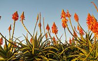 Blühende Aloe Vera in der Abendsonne
