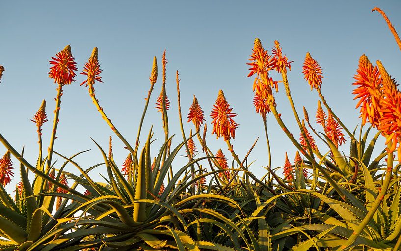 Blühende Aloe Vera in der Abendsonne von Joost Doude van Troostwijk