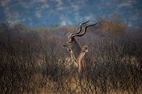 Kudu op de Uitkijk