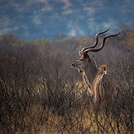 Kudu à l'affût sur Guus Quaedvlieg