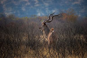 Kudu auf dem Ausguck von Guus Quaedvlieg