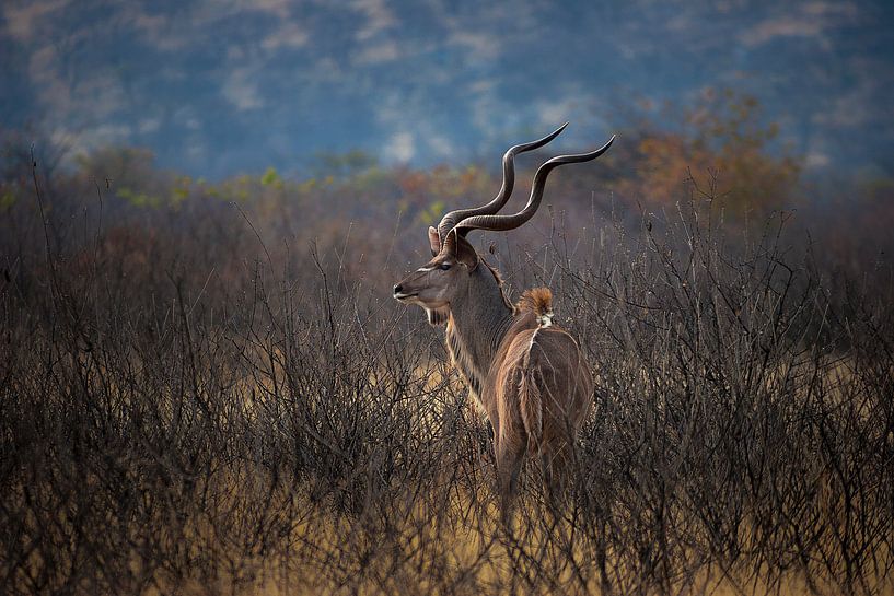 Kudu on the Lookout by Guus Quaedvlieg