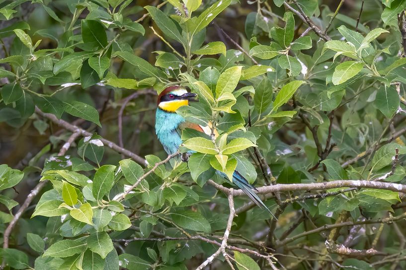 Bee-eater in the tree by Teresa Bauer