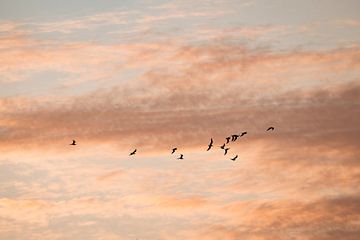 Vögel im Flug gegen den Abendhimmel Stille in Bewegung