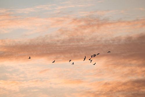 Vogels in Vlucht Tegen Avondhemel Stilte in Beweging