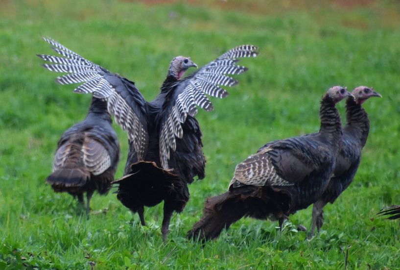 Wild turkeys in autumn by Claude Laprise