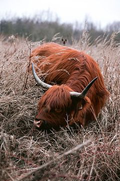 Scottish Highlanders in the amsterdam forest