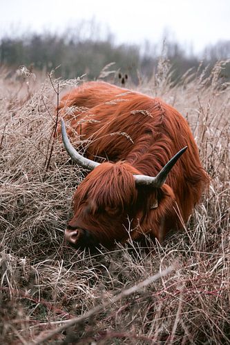 Schotse hooglanders in het amsterdamse bos