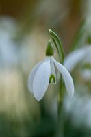 Schneeglöckchen