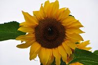 zonnebloem sunflower