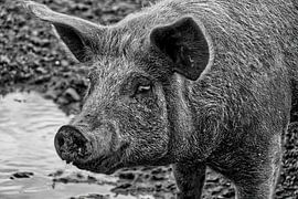 Cochon heureux sur Frank Heinz