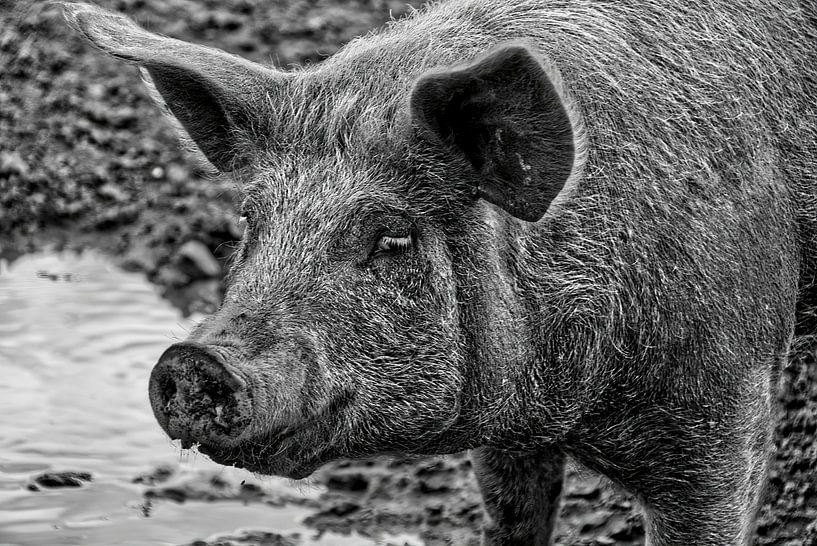 Happy pig by Frank Heinz