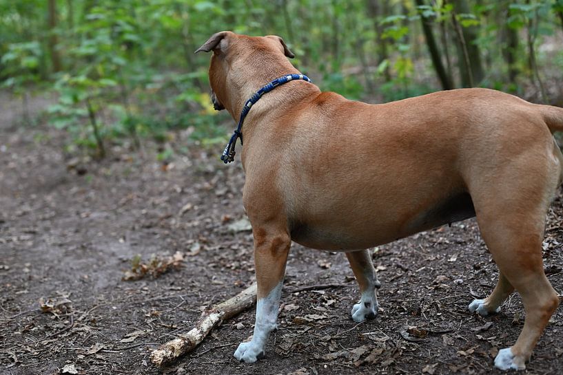 Brauner Staffordhund in den Wäldern von JGL Market