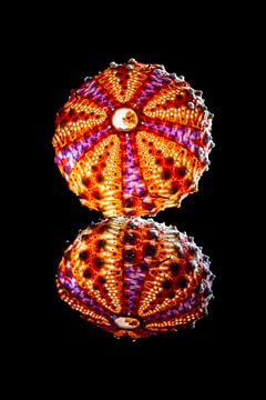 The colourful sea urchin by Roland Brack