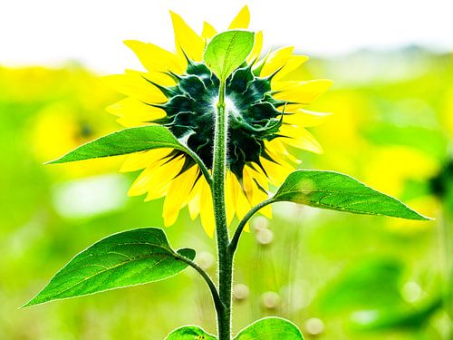 Sunflower in backlight
