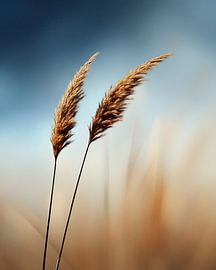 Des contrastes harmonieux