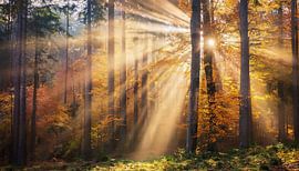 Herfstbos met kleuren