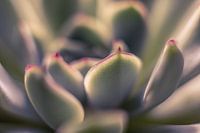 Artistic succulent plant